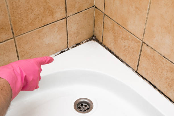 Best Certified Mold Removal  in Fernandina Beach, FL